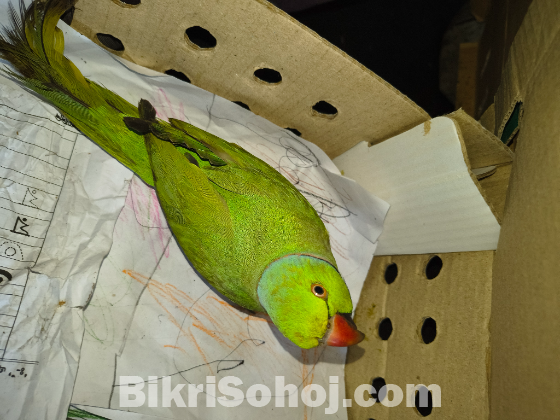ইন্ডিয়ান রিংনেক (টিয়া পাখি)